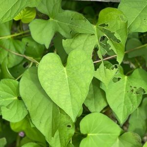 Meet your Posher, Bekah